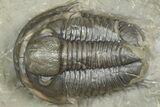 Inflated Proetid Trilobites - Jorf, Morocco #362853-3